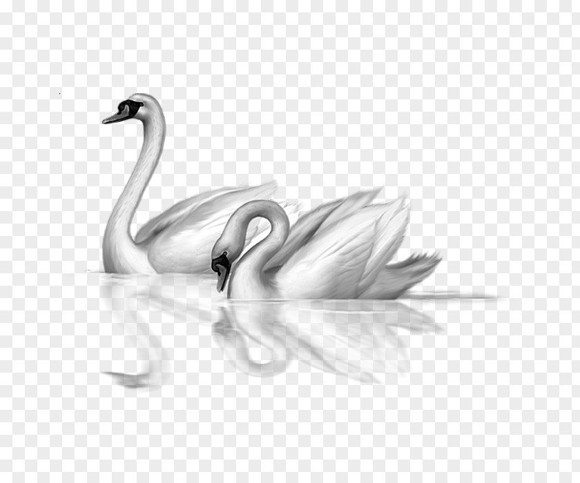 Goose Mute Swan Black Bird Clip Art PNG