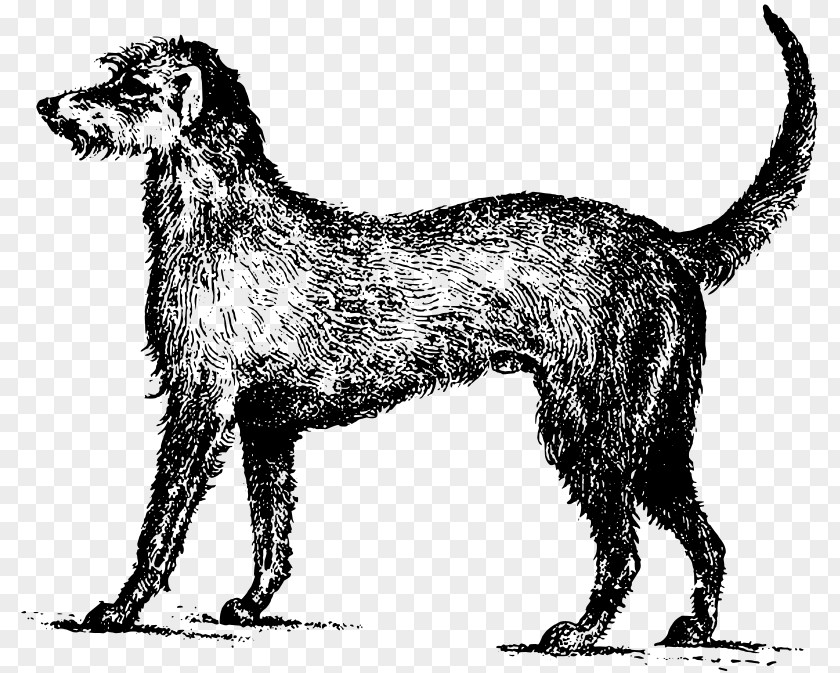 Puppy Irish Wolfhound Setter Gordon Clip Art PNG