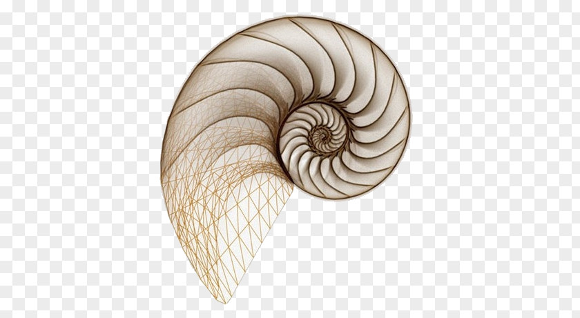 Seashell Drawing Spiral Snail Chambered Nautilus PNG