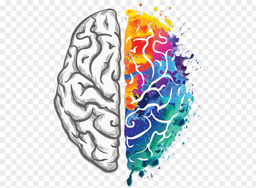 Brain Human Creativity Your Creative Lateralization Of Function PNG
