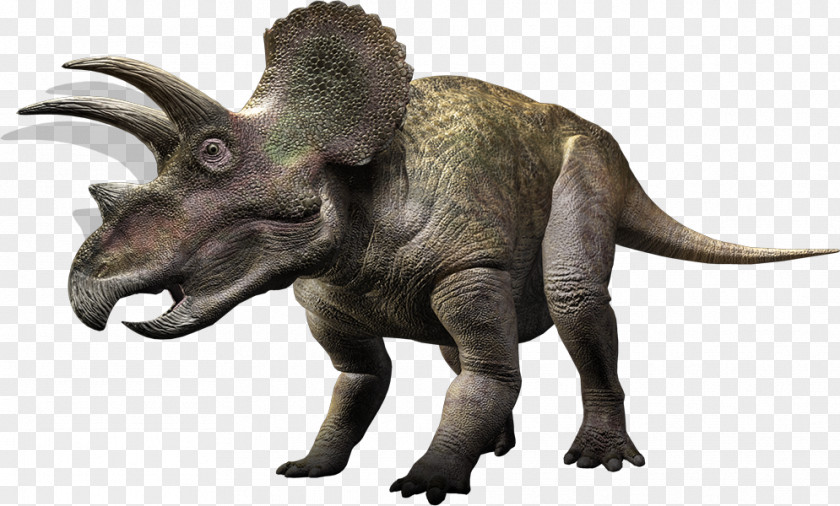 Dino Carnivores: Dinosaur Hunter Torosaurus Triceratops Ceratopsia Tyrannosaurus PNG