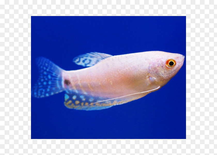 Fish Three Spot Gourami Pearl Kissing PNG