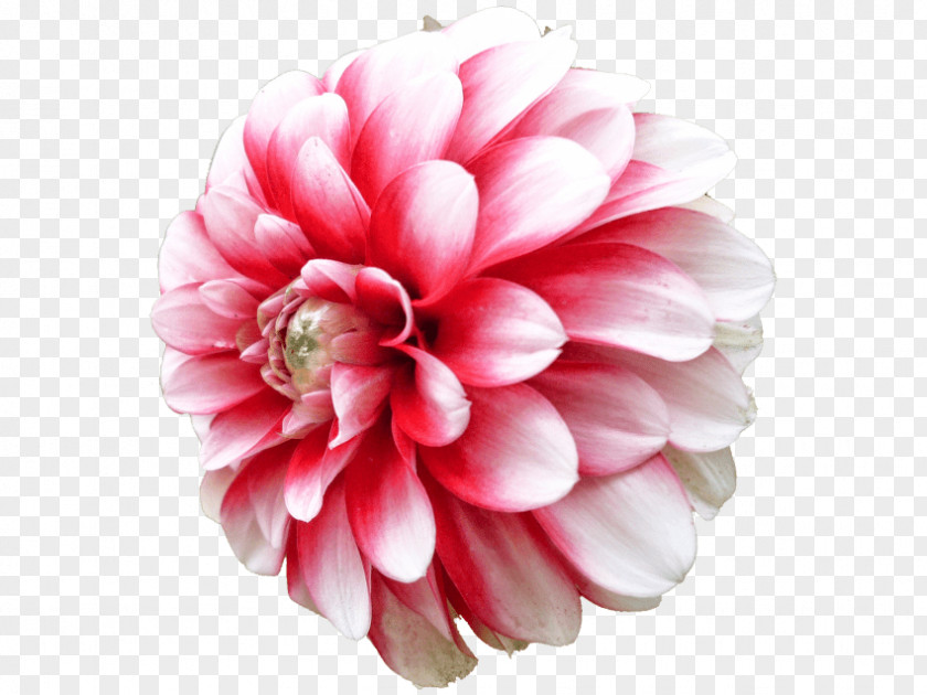 Flower Dahlia Cut Flowers Daisy Family PNG