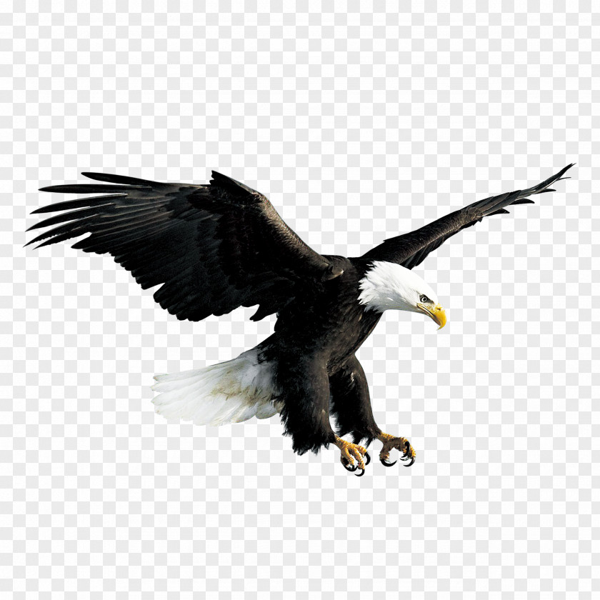 Flying Eagle Bald Hawk Falconiformes PNG
