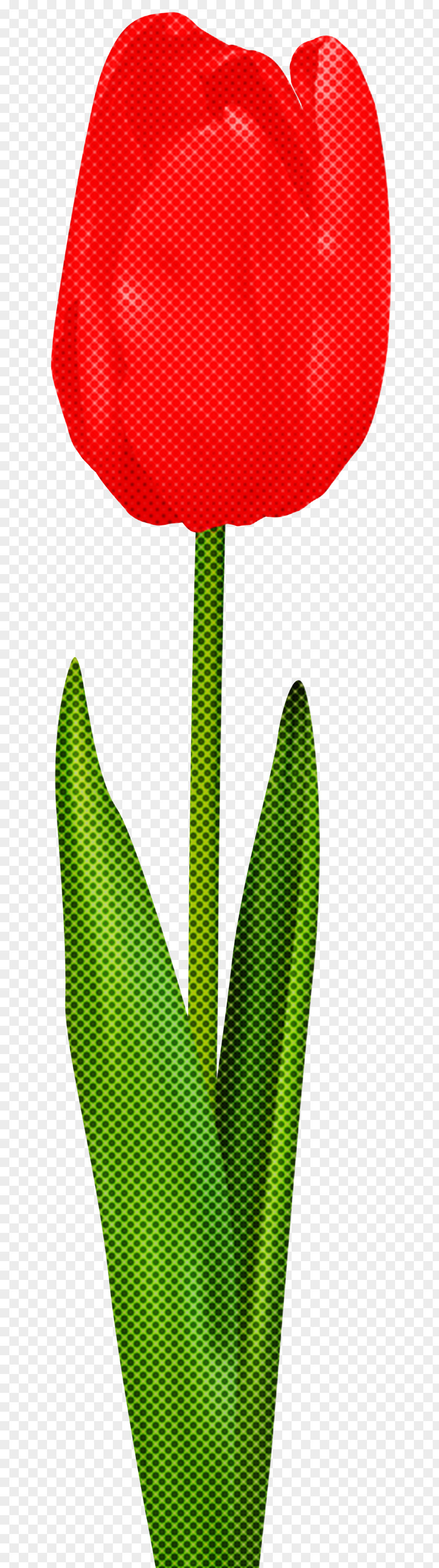 Green Leaf Plant Flower Anthurium PNG