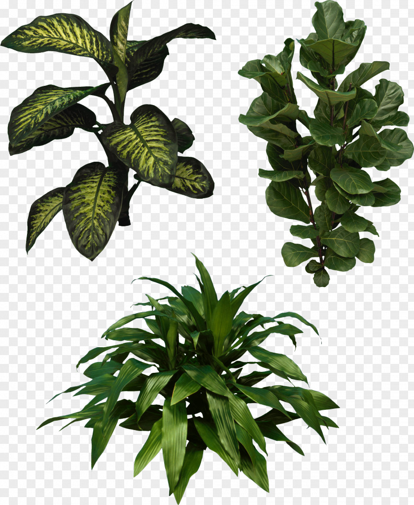 Green Leaves Information Clip Art PNG