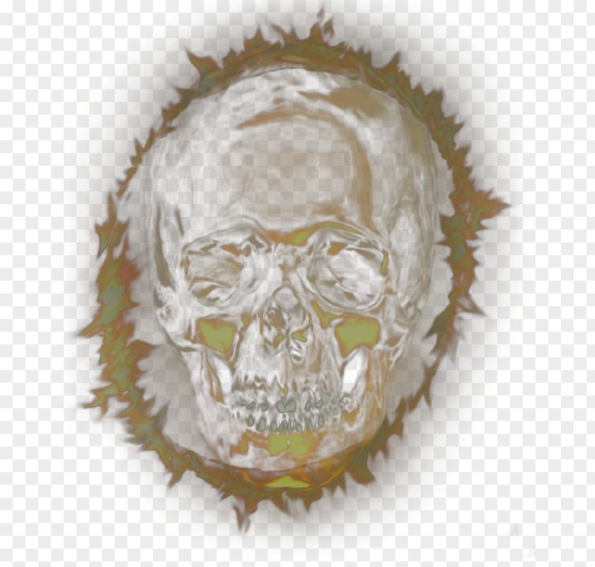 Horror Skull Material Bone Homo Sapiens Euclidean Vector PNG