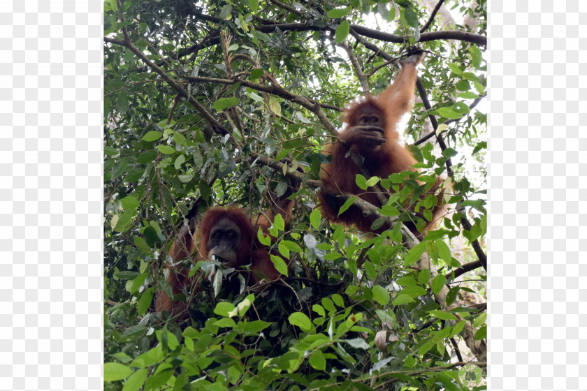 Orangutan Sumatra Jungle Trek Bukit Lawang-Jungle Trekking Nature Reserve Monkey PNG