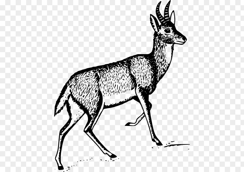Ox Horn Deer Antelope Clip Art PNG