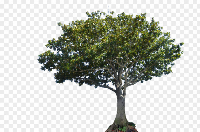 Photography Tree Canopy DeviantArt Bay Laurel PNG