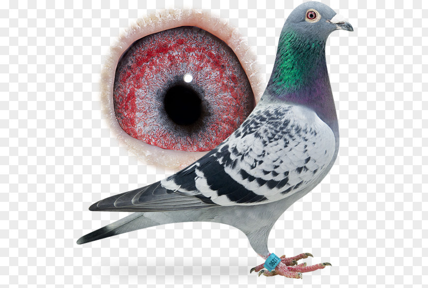 Pigeon Rock Dove Racing Homer Homing Columbidae PNG
