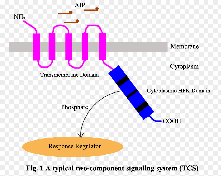 Staphylococcus Aureus Two-component Regulatory System Signal Transduction Histidine Kinase Bacteria PNG