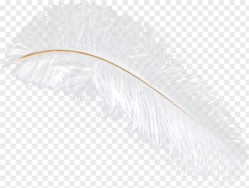 Ostrich Feather Quill PNG