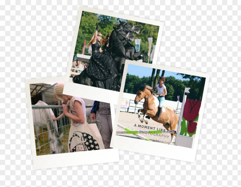 Wedding Horse Photographic Paper Picture Frames Photography PNG