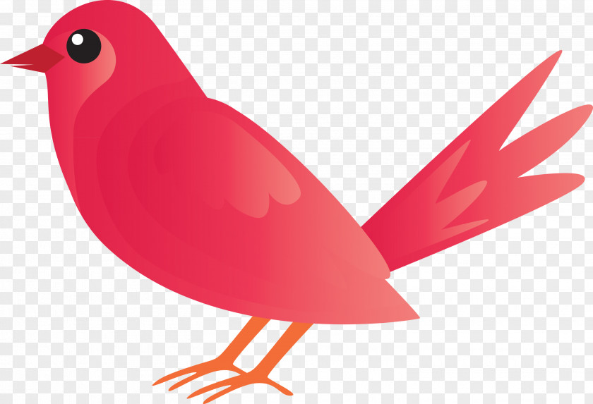 Bird Beak Red Cardinal Songbird PNG