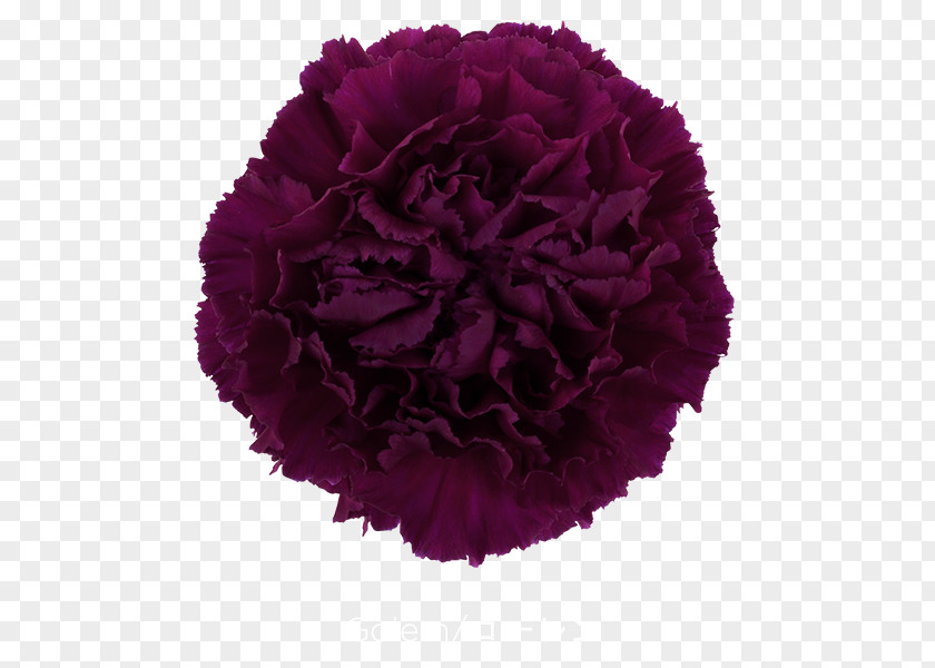 CARNATION Growing Carnations Cut Flowers Pink PNG