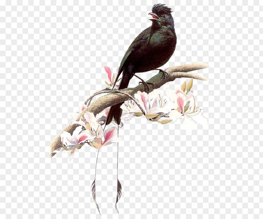 Crow Bird Painting Art 4K Resolution PNG