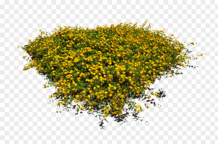 Hypericum Annual Plant Yellow Flower Tree Grass PNG
