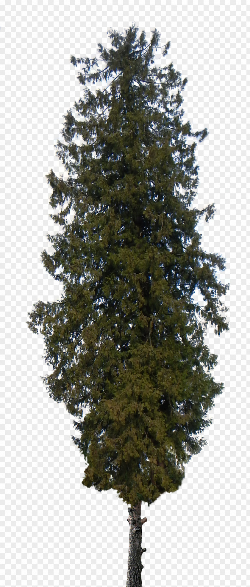 Pine Tree Shrub Cedar Clip Art PNG