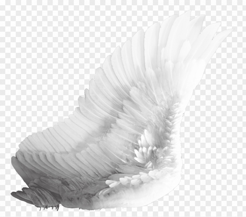Wings Stamp Clip Art Image White Angel Transparency PNG