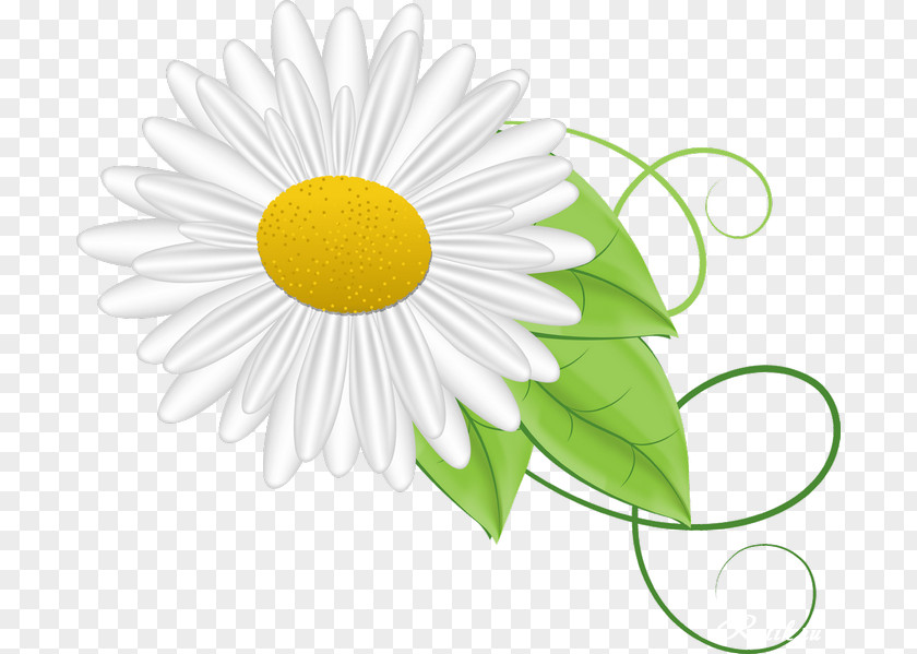 Camomile German Chamomile Animation PNG