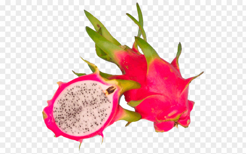 Dragon Fruit Juice Pitaya Hylocereus Undatus Clip Art PNG