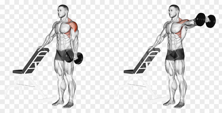 Dumbbell Physical Fitness Exercise Rear Delt Raise Front PNG