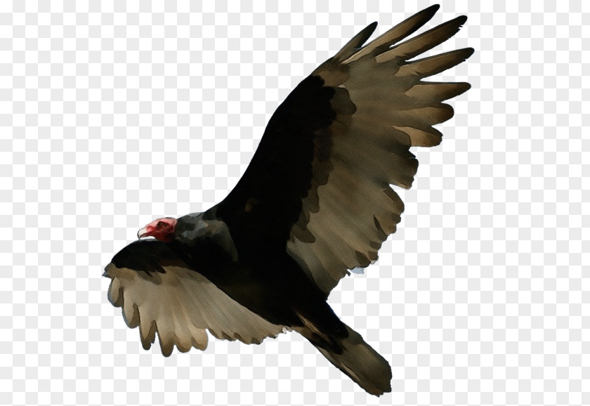 Falconiformes Accipitridae Bird Turkey Vulture Eagle Of Prey Beak PNG