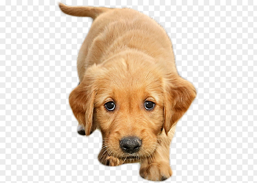 Golden Retriever Puppy Nova Scotia Duck Tolling Dog Breed Labrador PNG