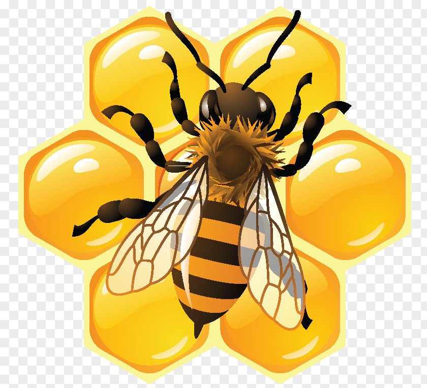 Honey Bee Honeycomb Beehive PNG