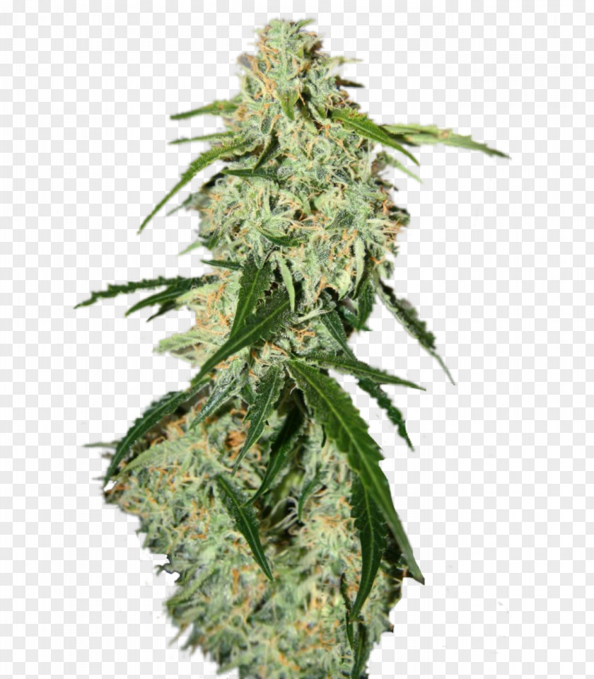 Skunk Plant Seed Feminized Cannabis White Widow PNG
