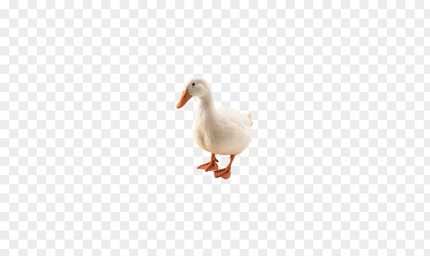 White Duck Figure With Not Bulletproof American Pekin Goose Bird PNG