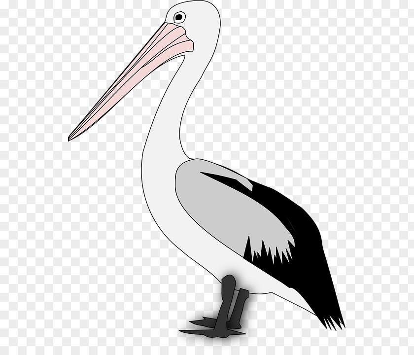 Bird Pelican Clip Art PNG