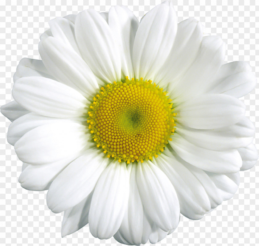 Daisy Flower Cliparts Common Clip Art PNG