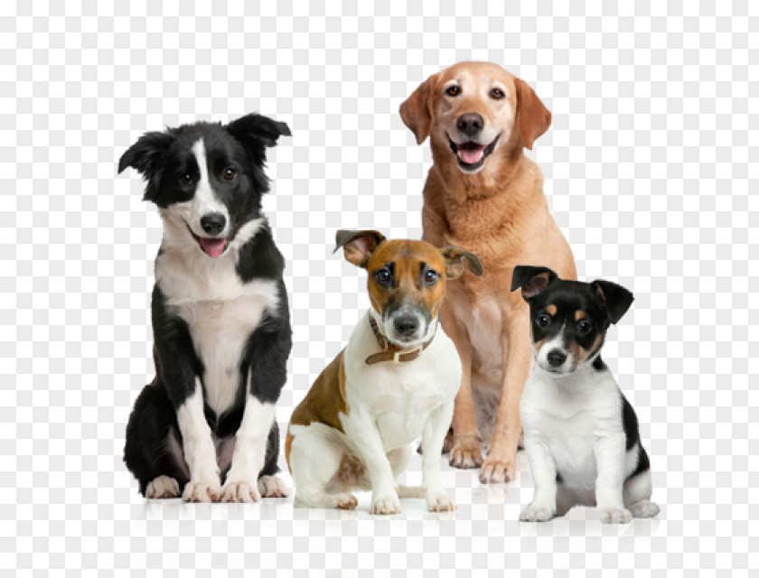 Dog Puppy American Kennel Club PNG