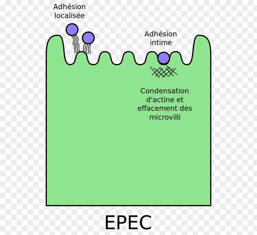 E Coli E. Pathovar Microvillus Image Mode Of Action PNG