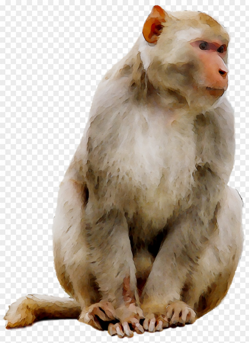 Macaque Monkey Clip Art Mandrill Primate PNG