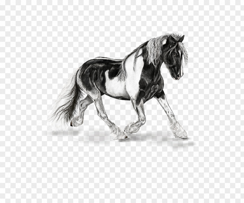 Mustang American Paint Horse Drawing Painting Stallion PNG