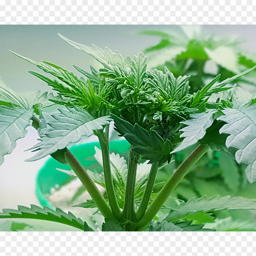Pure Plant Hemp Cannabis Family PNG