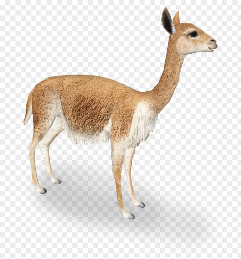 Alpacas Vicuña Llama Guanaco Alpaca Antelope PNG