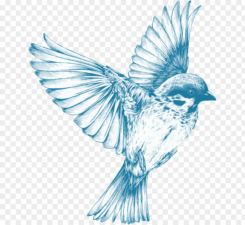 Blue Bird Drawing For Girls Sketch PNG