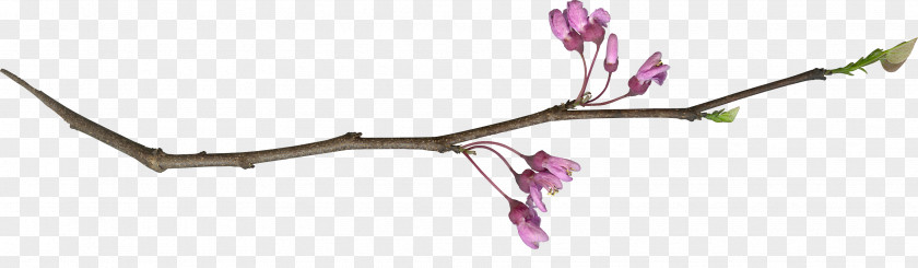 Twig Plant Stem Cut Flowers Pink M PNG