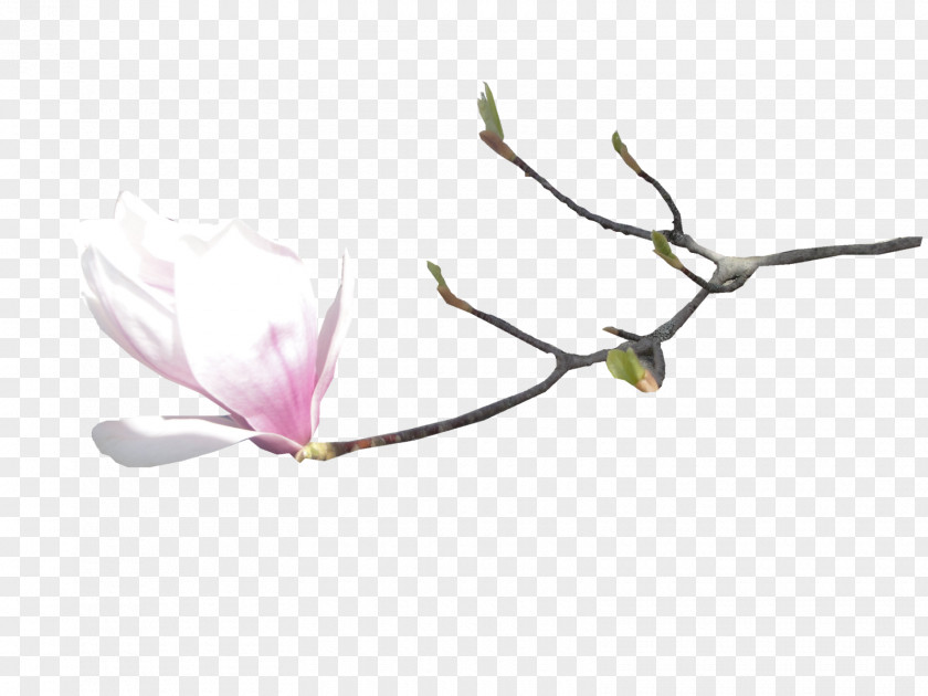 Yog Flower Digital Image Petal PNG