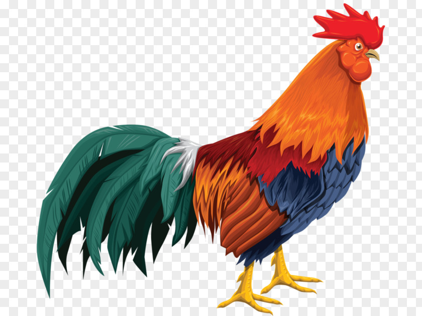 Chicken Rooster Cartoon Download PNG