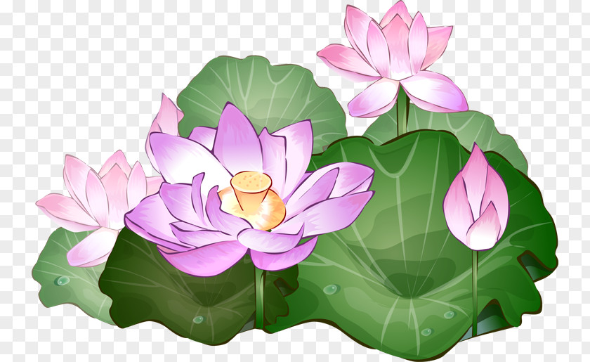 Lotus Flower Clipart Nelumbo Nucifera Free Content Clip Art PNG