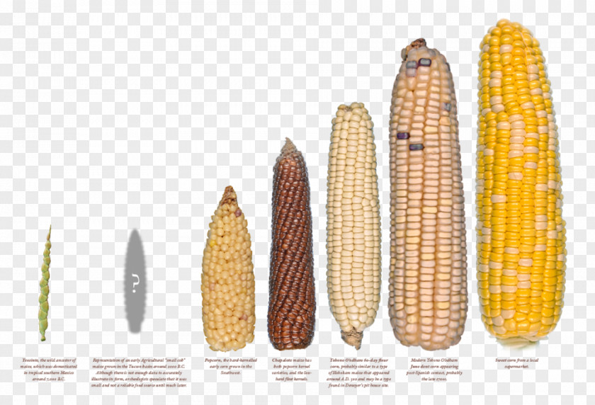 Maize Plant Corn On The Cob Starch Teosinte Agriculture PNG