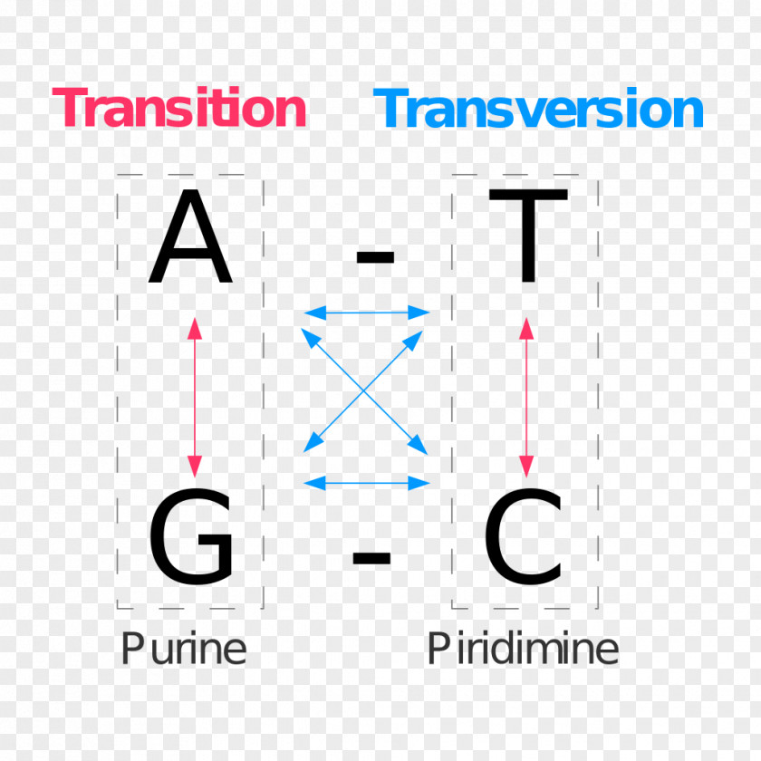 Point Mutation Transversion Transition Genetics PNG