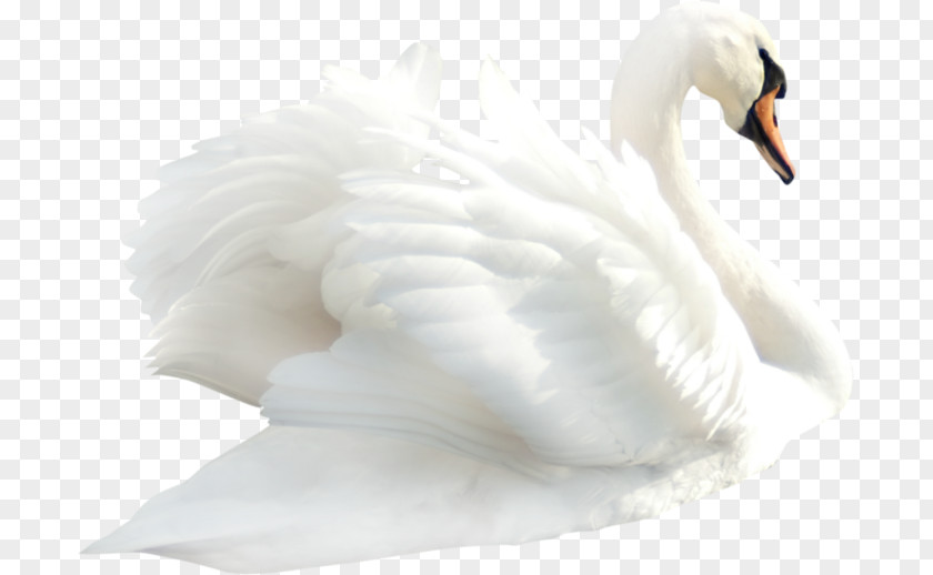 Swan Cygnini Mute Bird Clip Art PNG
