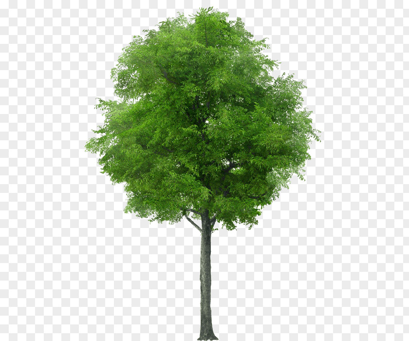 Tree Stock Photography Royalty-free PNG