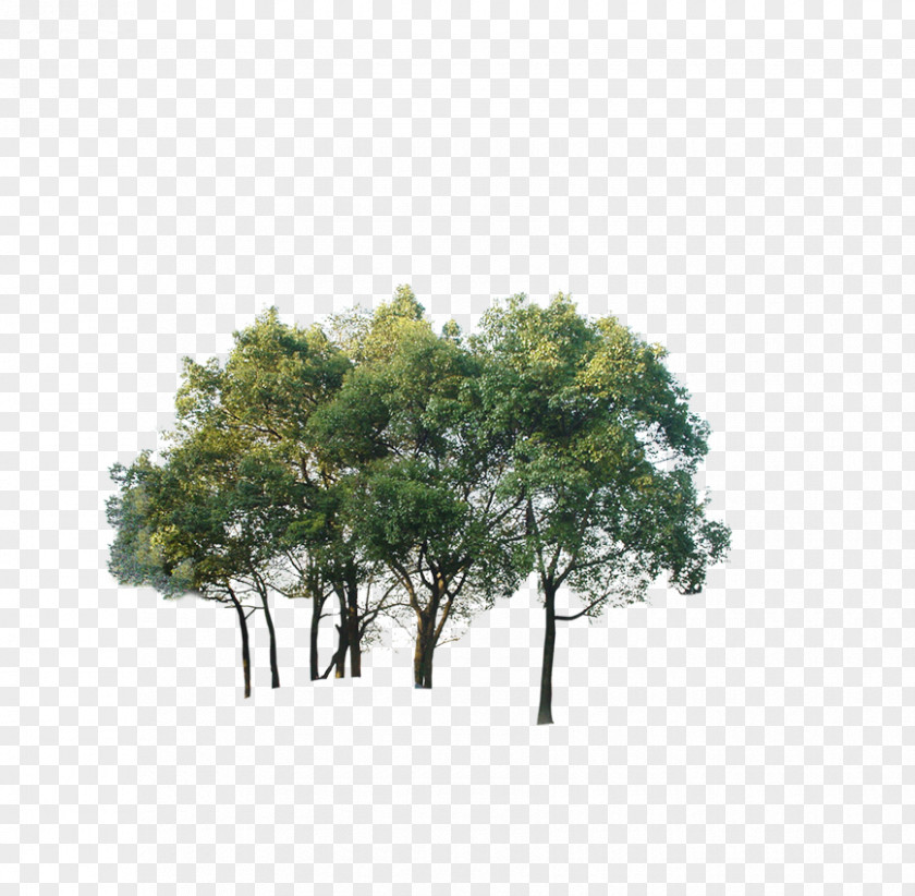 Tree Watermark Download PNG